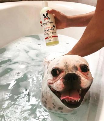 Show full view: Warren London Soothing & Itch Relieving Oatmeal Dog Shampoo, 1-gal slide 6 of 8