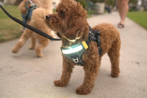 Show full view: Lumi Pawtners Lumi One Dog Harness, Black, X-Small: 6 to 12-in chest slide 2 of 7