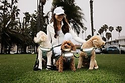Lumi Pawtners Lumi One Dog Harness, Blue, X-Small: 6 to 12-in chest slide 2 of 4