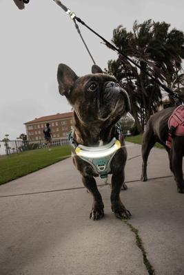 Show full view: Lumi Pawtners Lumi One Dog Harness, Blue, X-Small: 6 to 12-in chest slide 2 of 8