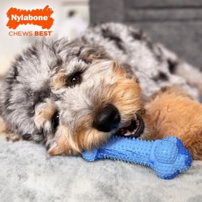 Show full view: Nylabone Strong Double Action Bone Peanut Butter Tough Dog Chew Toy, Large slide 3 of 10