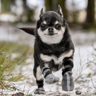 Show full view: FinNero Halla Reflective Soft Fleece Dog Booties, Grey, XX-Small slide 3 of 8