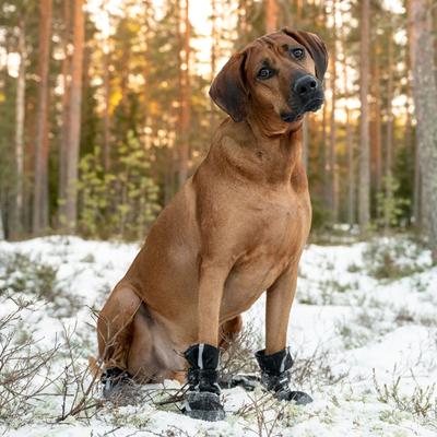 Show full view: FinNero Halla Reflective Softshell Dog Booties, Black, Large slide 4 of 7