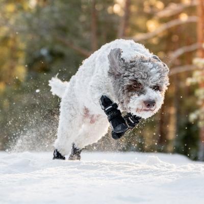Show full view: FinNero Halla Reflective Softshell Dog Booties, Black, Small slide 4 of 6