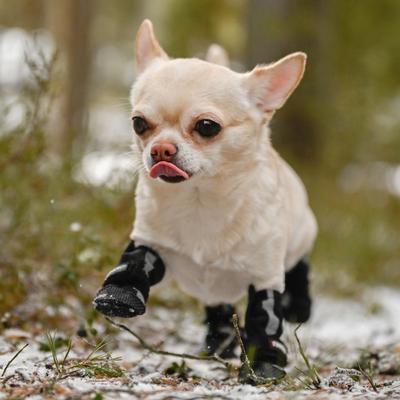 Show full view: FinNero Halla Reflective Softshell Dog Booties, Black, X-Small slide 4 of 7
