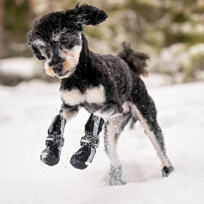 Show full view: FinNero Halla Reflective Softshell Dog Booties, Black, X-Small slide 3 of 7
