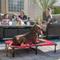 Show in main carousel: Lucky Dog Comfort Cot Elevated Dog Bed, Large slide 9 of 9