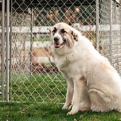 Lucky Dog Chain Link Dog Kennel, 4 x 5 x 10 ft slide 2 of 8