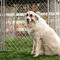 Show in main carousel: Lucky Dog Chain Link Dog Kennel, 4 x 5 x 10 ft slide 8 of 10