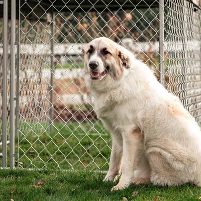 Show full view: Lucky Dog Chain Link Dog Kennel, 4 x 5 x 10 ft slide 8 of 10