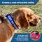 Show in main carousel: GoTags Nylon Personalized Dog Collar, Charcoal, Small: 11 to 16-in neck, 5/8-in wide slide 3 of 8