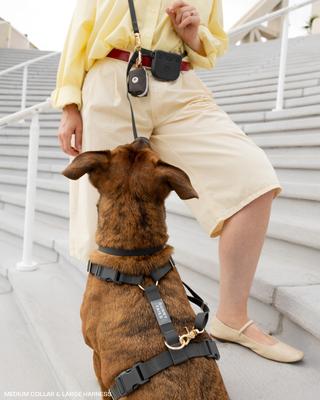 Show full view: Sunny Tails Cloud Waterproof Dog Collar, Ember Black, Medium: 12 to 18-in neck, 3/4-in wide slide 4 of 8