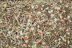 Higgins Vita Garden Hamster & Gerbil Guinea Pigs Food, 4-lb bag slide 2 of 2