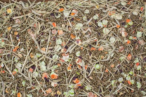 Show full view: Higgins Vita Garden Hamster & Gerbil Guinea Pigs Food, 4-lb bag slide 2 of 2