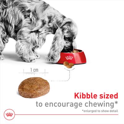 Show full view: Royal Canin Size Health Nutrition Medium Adult 7+ Dry Dog Food, 30-lb bag slide 3 of 12