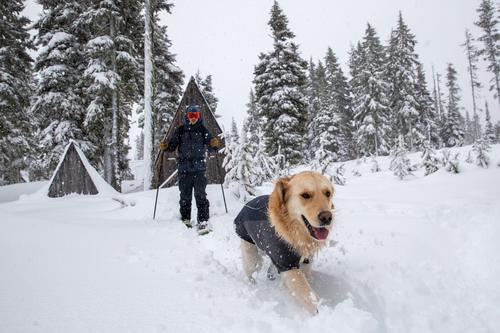 Show full view: Ruffwear Cloud Chaser Solid Waterproof Softshell Dog Jacket, Obsidian Black, Small slide 5 of 6