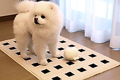 Zarkea Modern Geometric Indoor/Outdoor Washable Area Rug, Beige, 20 x 32-in