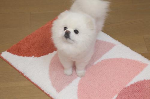 Show full view: Zarkea Soft Geometric Microfiber Washable Area Rug, Pink/White, 20 x 32-in slide 2 of 9