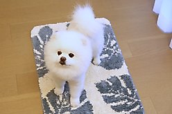 Zarkea Tropical Leaf Indoor/Outdoor Washable Area Rug, White, 20 x 32-in