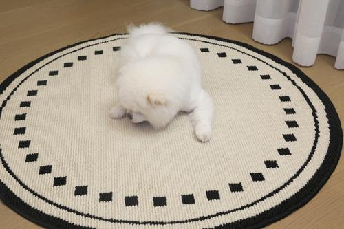 Show full view: Zarkea Minimalist Round Washable Rug, Black/Cream, 39 x 39-in slide 2 of 9