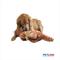 Show in main carousel: Petlou Ripples Dino Friends Triceratops Squeaky Plush Dog Toy, 26-in slide 3 of 6