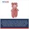 Show in main carousel: Petlou Flattiez Fuzzy Friends Pig Squeaky Plush Dog Toy, 16-in slide 4 of 5