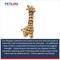 Show in main carousel: Petlou Ripples Zoo Friends Giraffe Squeaky Plush Dog Toy, 36-in slide 4 of 5
