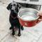 Show in main carousel: Lucky Dog INDULGE Non-skid Stainless Steel Dog & Cat Bowl, Red, 12.5-cup slide 9 of 11