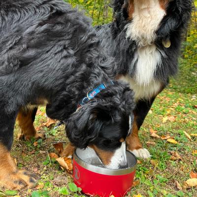 Show full view: Lucky Dog INDULGE Non-skid Stainless Steel Dog & Cat Bowl, Red, 8-cup slide 9 of 11
