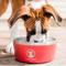 Show in main carousel: Lucky Dog INDULGE Non-skid Stainless Steel Dog & Cat Bowl, Red, 8-cup slide 7 of 11