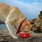 Show in main carousel: Lucky Dog INDULGE Non-skid Stainless Steel Dog & Cat Bowl, Red, 5-cup slide 9 of 11