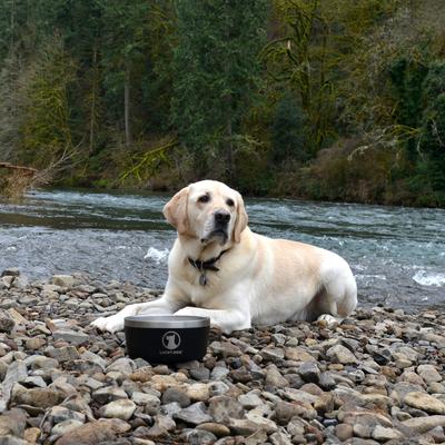 Show full view: Lucky Dog INDULGE Non-skid Stainless Steel Dog & Cat Bowl, Black, 5-cup slide 5 of 12