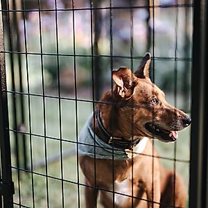 Lucky Dog STAY Series Villa Dog Kennel, Steel Grey