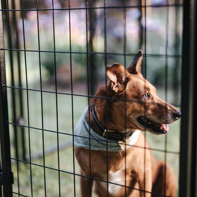 Show full view: Lucky Dog STAY Series Studio Dog Kennel, Steel Grey slide 9 of 9