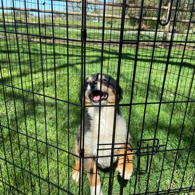 Show full view: Lucky Dog Wire Dog Exercise Pen with Step-Thru Door, Medium slide 3 of 10