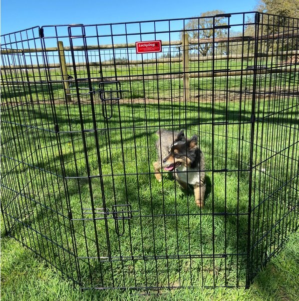 Lucky Dog Wire Dog Exercise Pen with Step-Thru Door