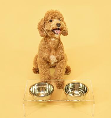 Show full view: THE LICKER STORE Keaton Modern Lucite Stainless Steel Elevated Dog & Cat Bowls, Small/Medium: 5-in, 2.5 cup, Clear/Chrome slide 6 of 9