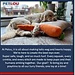 Show in main carousel: Petlou Flattiez Fuzzy Friends Dog Squeaky Plush Dog Toy, 16-in slide 5 of 5