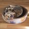Show in main carousel: THE LICKER STORE Daisy Modern Bowl 18.13-in Cardboard Cat Scratcher with Catnip, White, 2 count slide 7 of 10