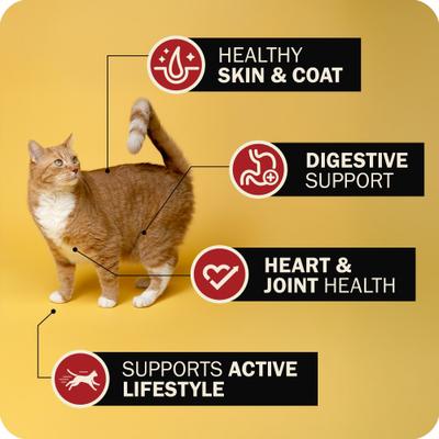 Show full view: Redbarn Powerfood Chicken High Protein Grain-Free Gently Air Dried Cat Food, 32-oz bag slide 5 of 11