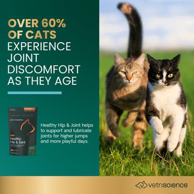 Show full view: VetriScience GlycoFlex 2 Chicken Liver Flavored Soft Chews Joint Supplement for Cats, 60 count slide 3 of 11