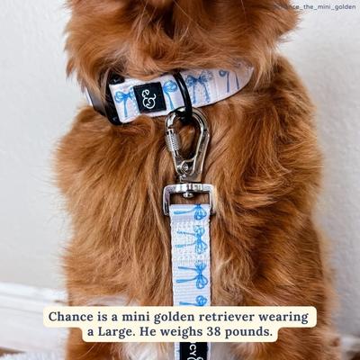 Show full view: Lucy & Co. Bow Wow Wow Leash, Large, 5-ft long, 1-in wide slide 3 of 6