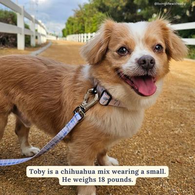 Show full view: Lucy & Co. Bow Wow Wow Leash, Large, 5-ft long, 1-in wide slide 4 of 6