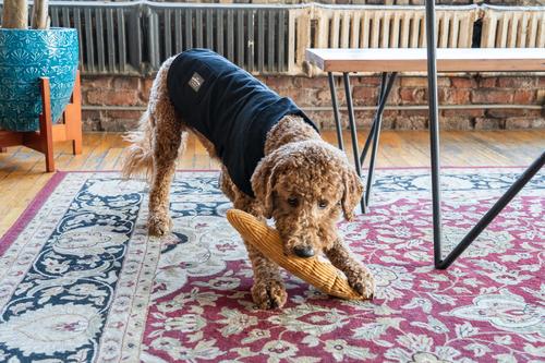 Show full view: ADC Houndstone & Co. Waxed Canvas Fleece Lined Solid Waterproof Dog Jacket, Black, Small slide 6 of 9