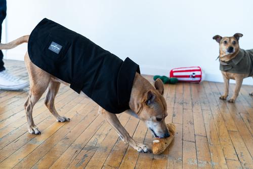 Show full view: ADC Houndstone & Co. Waxed Canvas Fleece Lined Solid Waterproof Dog Jacket, Black, Small slide 9 of 9