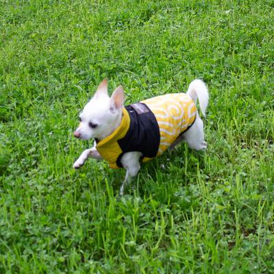 Show full view: ADC Houndstone & Co. 2-in-1 Reversible Sunny Side Up & Soft Velcro Closure Geometric Insulated Dog Puffer Vest, Yellow, X-Small slide 9 of 9