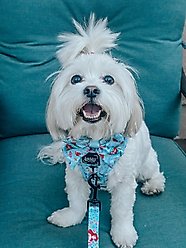 Sassy Woof Disney Princess Sailor Dog Bow Collar Accessory, Disney's Ariel, One Size slide 2 of 5
