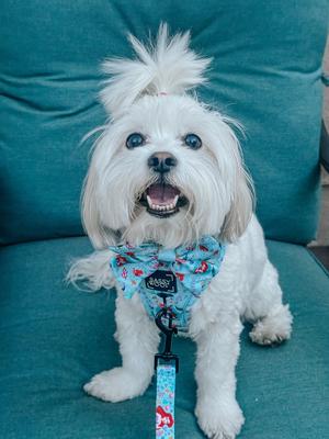 Show full view: Sassy Woof disney Princess Sailor Dog Bow Collar Accessory, Disney's Ariel, One Size slide 5 of 5
