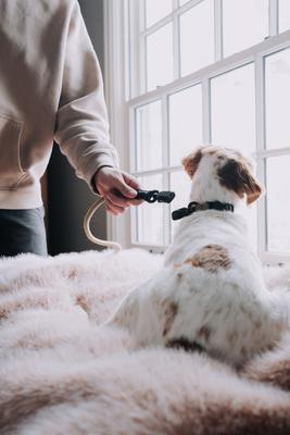 Show full view: HOOZA Quick Clip Rope Dog Leash, Almond, Medium: 5-ft long, 9/16-in wide slide 3 of 5