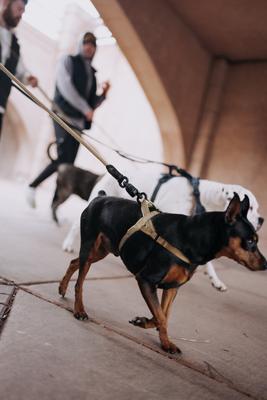 Show full view: HOOZA Quick Clip One Click Dog Harness, Almond, Small: 15 to 20-in chest slide 2 of 5